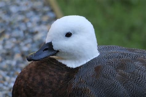 NEW ZEALAND ENDEMIC BIRDS PART 5: COMMON/NOT COMMON – Chasing Dreams