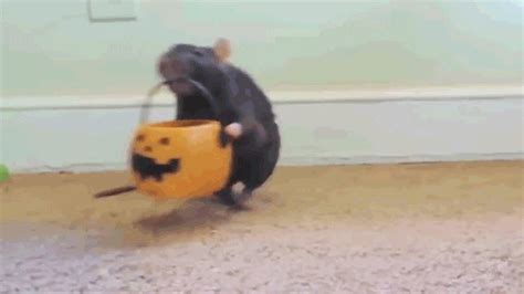 Halloween Rat GIFs - Find & Share on GIPHY