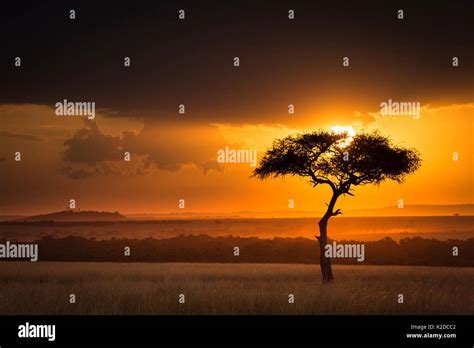 Sunset over savanna landscape image with a lone (Acacia) tree, Masai Mara NR, Kenya Stock Photo ...