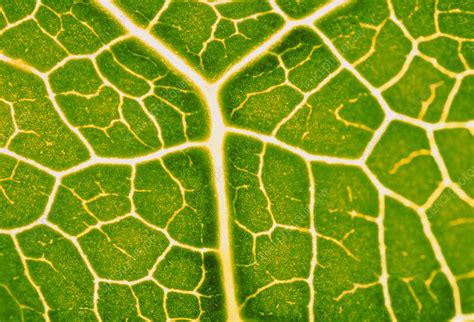 leaf veins. - Stock Image - B855/0448 - Science Photo Library