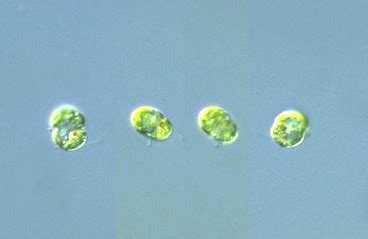 Protist Images: Gymnodinium ordinatum