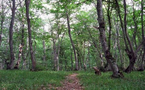 Azerbaijan starts restoration of fire-stricken forests | Report.az