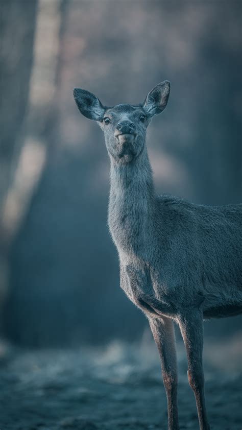 Wildlife In Italy on Behance