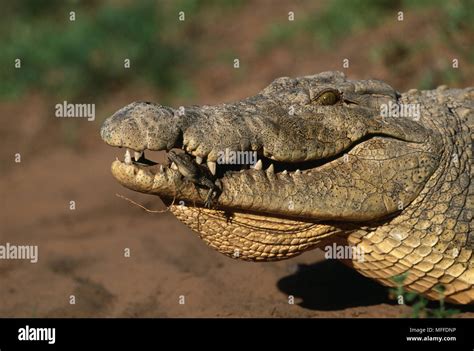 NILE CROCODILE female Crocodylus niloticus carries hatchling to water in a pouch in her mouth ...