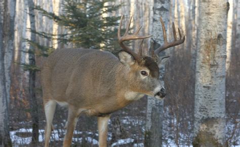 Where to Shoot a Deer | Grand View Outdoors