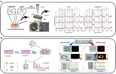 Frontiers | Applications of Surface-Enhanced Raman Scattering in Biochemical and Medical Analysis