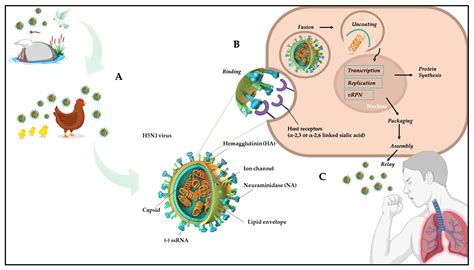 Microbiology Research | Free Full-Text | Avian Influenza: Could the ...