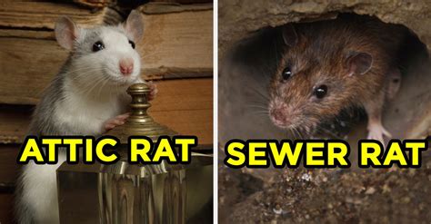 Sewer Rat Or Attic Rat Quiz