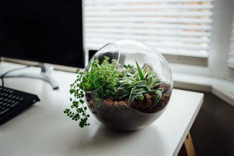 5 Benefits Of Plants In The Office & 5 Ideas For How To Add Them - Quills UK