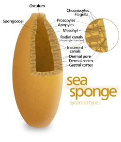 Esponja - Sponge - other.wiki