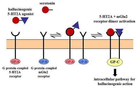 Mechanism - Tryptamine