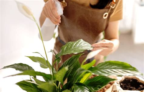 How Often To Water Peace Lily Indoors? + Watering Tips