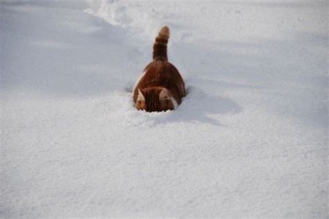 30 Cats In Snow