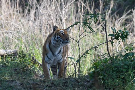 Jim Corbett Tiger Reserve — Indian Wildlife Safaris