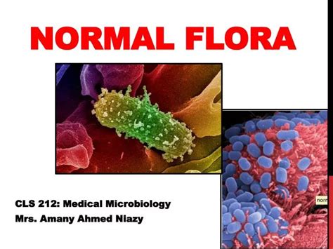 PPT - Normal Flora PowerPoint Presentation - ID:2674250