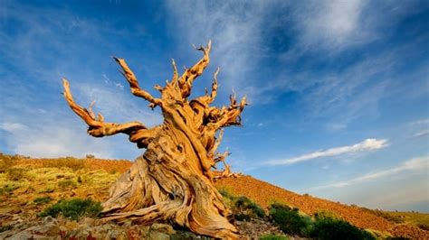 How a powerful message from the world's oldest tree saved a man from a midlife crisis | CBC Radio