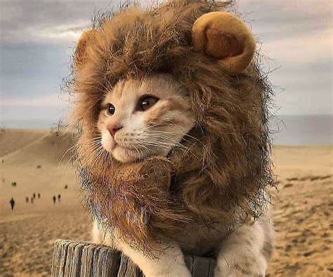 Lion Cat Hat