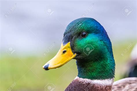 Male mallard duck. Detail of green head from a side, portrait. Many details | Mallard duck, Cute ...