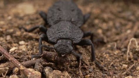 How the diabolical ironclad beetle is virtually 'uncrushable' - ABC7 ...