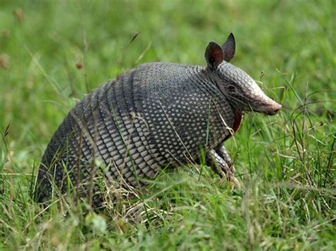 Where do armadillos live