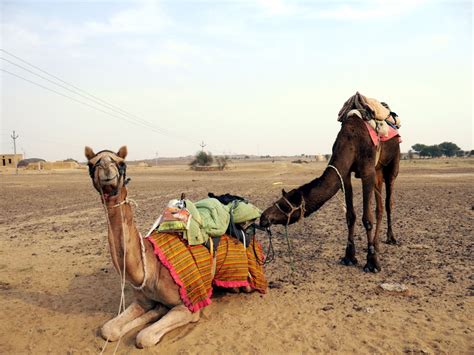 Camel Safari in the Thar Desert - The Open Road Before Me