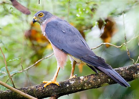 Accipiter fasciatus natalis • Earth.com