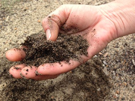 Soil conditioning for non-commercial growers | Agriculture and Food