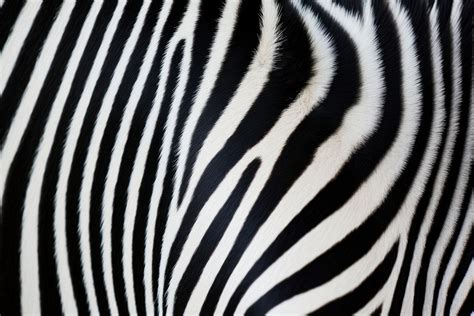 Zebra skin wildlife animal mammal. | Free Photo - rawpixel