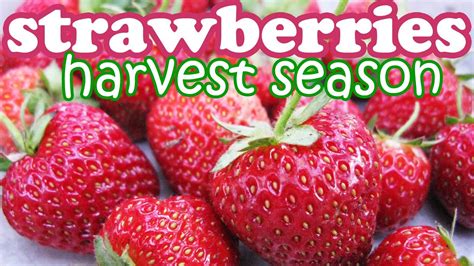 Strawberry Plant Fruit Harvest - Growing Strawberries Fruits - Organic ...