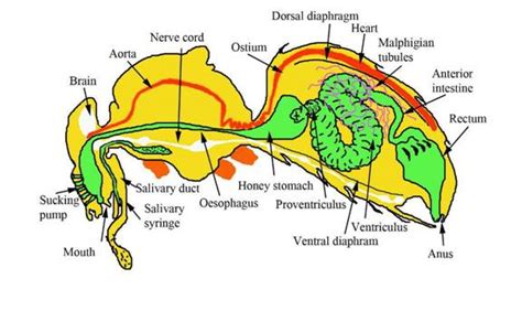 Bee internal anatomy draw 2 label