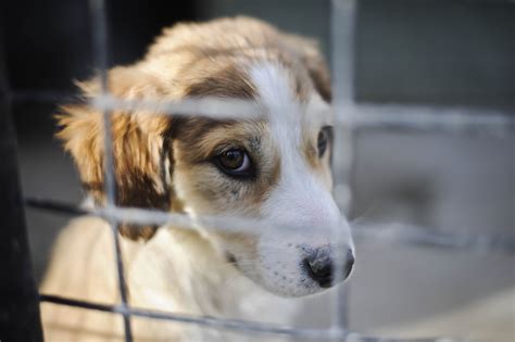 How to spot a puppy farm | ITV News Border