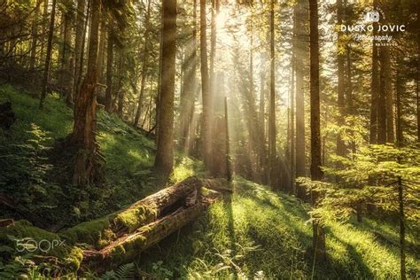 E t e r n a l - One of the last remaining primeval forests in Europe. Ancient forest of Perucica ...