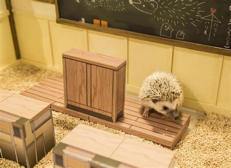 Japan Opens Its First Ever Hedgehog Cafe; See Pics - News18