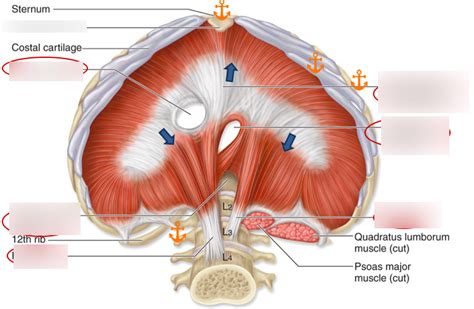 Diaphragm Muscle With Exhalation And Inhalation Movement, 44% OFF