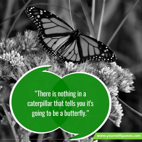 55 Quotes About Butterfly, Quotes For Butterfly - Happily Evermindset