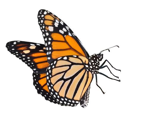 Monarch Butterfly Outline | Free download on ClipArtMag