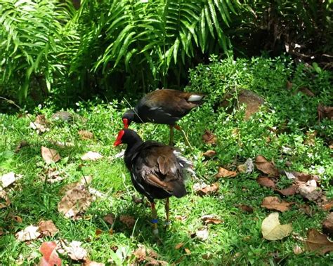 Hawaiian gallinule - Facts, Diet, Habitat & Pictures on Animalia.bio