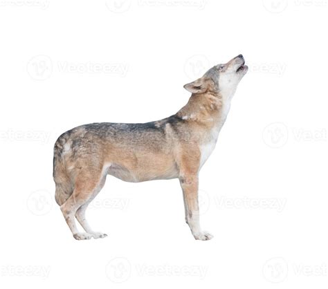 gray wolf howling isolated 8142663 Stock Photo at Vecteezy