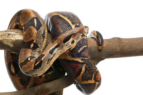 Are Boa Constrictors Good Beginner Snakes? - Reptile School