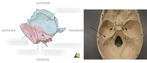 Diagram of Petrous Portion of temporal bone | Quizlet