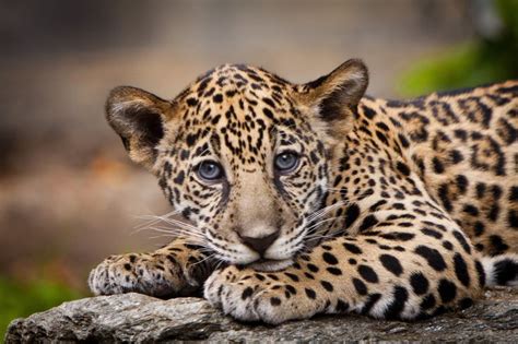 Baby Jaguar