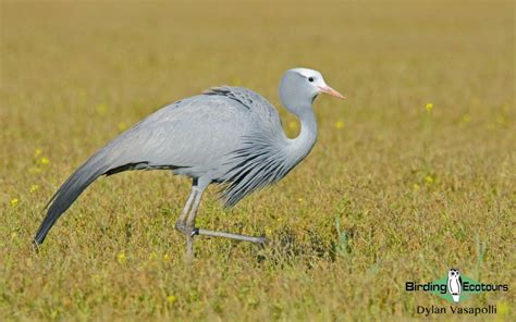 The Endemic Birds of South Africa - Birding Ecotours