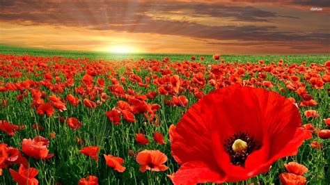 Poppy Flower Field Wallpaper