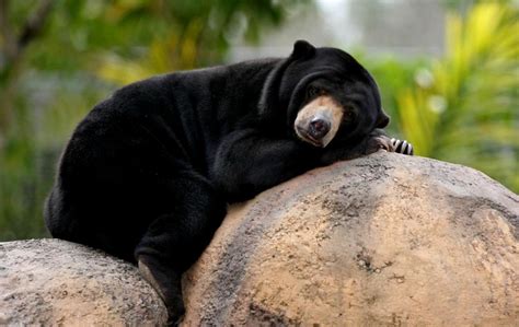 Cute Black Bear HD Wallpapers - Top Free Cute Black Bear HD Backgrounds ...