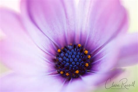 Purple Sunshine. Flower Wall Art. Flower Photography. Macro | Etsy