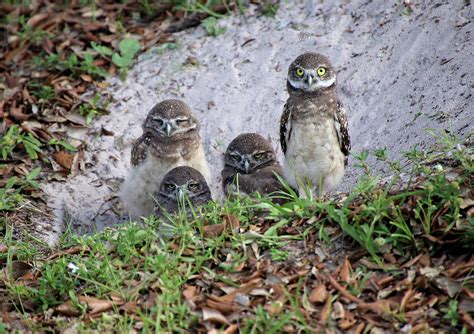 Baby Burrowing Owls Posing Photograph by Rosalie Scanlon - Fine Art America