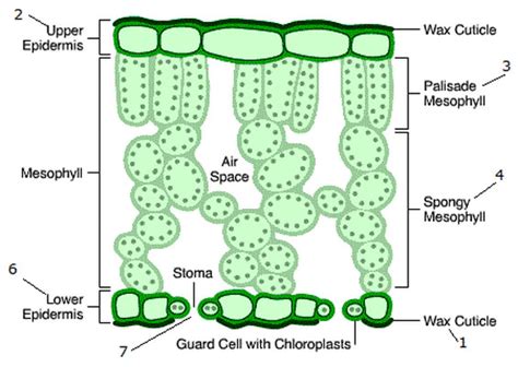 Plants - The Leaf Diagram | Quizlet