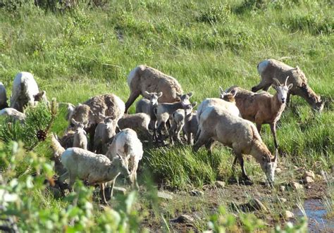 Where To See Bighorn Sheep in Rocky Mountain National Park – Quirky Travel Guy