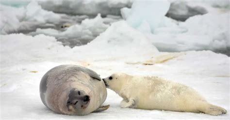 Harp Seal Behavior - AnimalBehaviorCorner