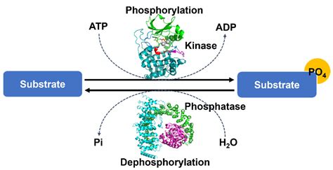 Life | Free Full-Text | Structural Insights into Protein Regulation by Phosphorylation and ...